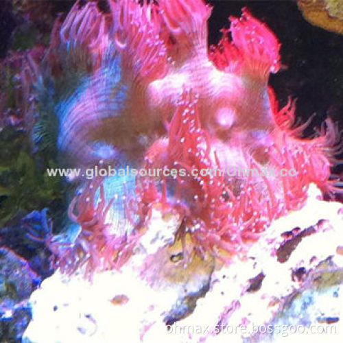 LED Aquarium Marine Lights for Coral/Seaweed/Tropical Fish for Decorations, IP65 Water-resistant